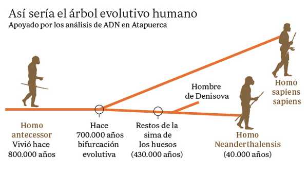 ARBOL-EVOLUTIVO