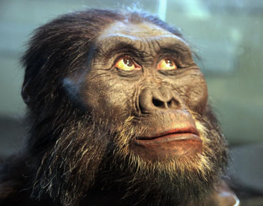 Australopithecus afarensis