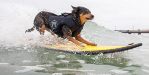 Dog-Surf16