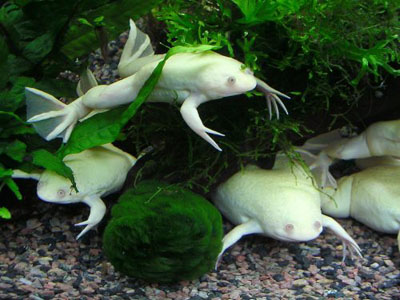 Xenopus laevis