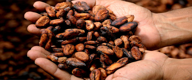 semillas de cacao en mano