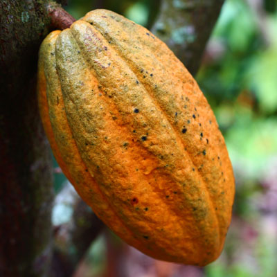 El fruto de cacao