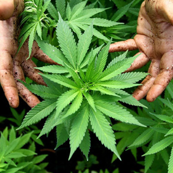 La planta de cannabis.