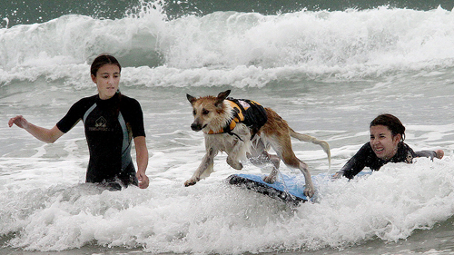 FRANCE-ANIMAL-DOG-SURF