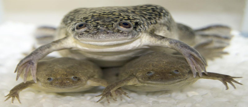 Xenopus laevis