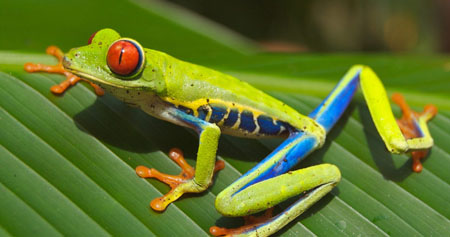 Rana de Costa Rica