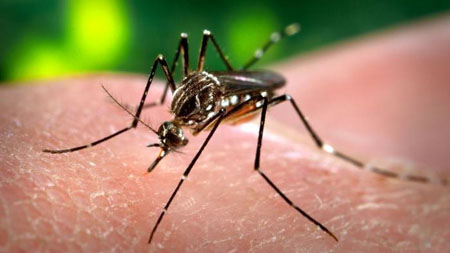 Virus Zika transmite por el vector mosquito.