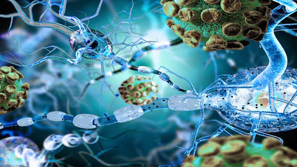 Además de las células de memoria, tenemos otro importante aliado para protegernos, que es el linfocito B.
