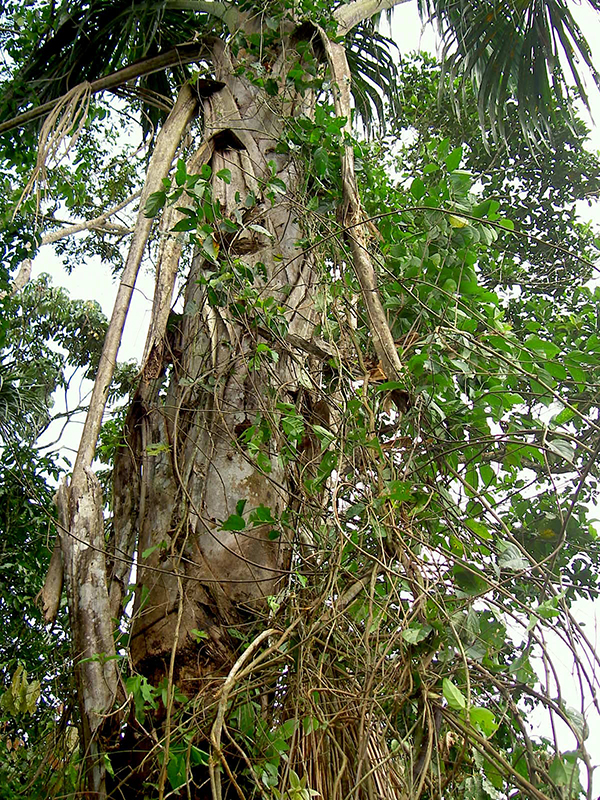 Árbol Bejuco de Agua.