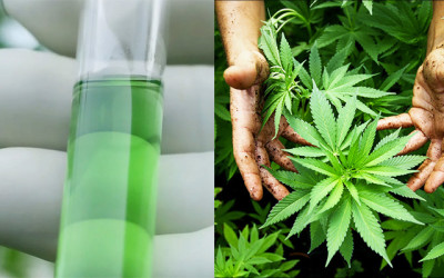 FCM Global: licencia para cannabis con fines medicinales en Colombia