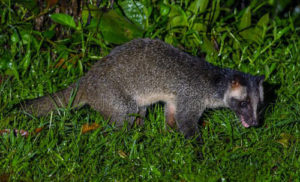 Civeta de palma o larvata enmascarada paguma