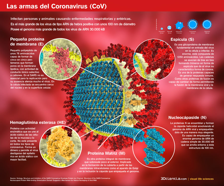 Coronavirus. Estructura, proteinas. Las armas del coV-sars-mers. Sindrome respiratorio.