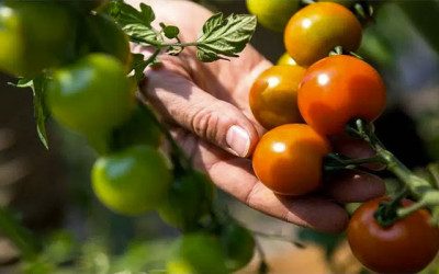 CRIPTOCULTIVAN TOMATES CON EL CALOR DE MINERÍA