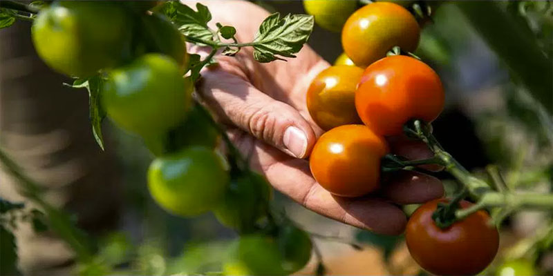 CRIPTOCULTIVAN TOMATES CON EL CALOR DE MINERÍA