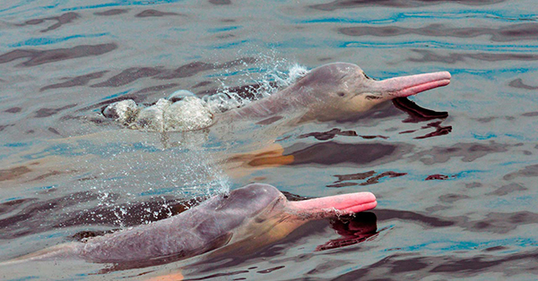 Delfines del Orinoco.