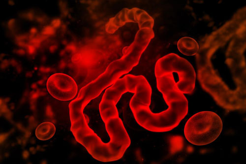 El virus del Ebola.