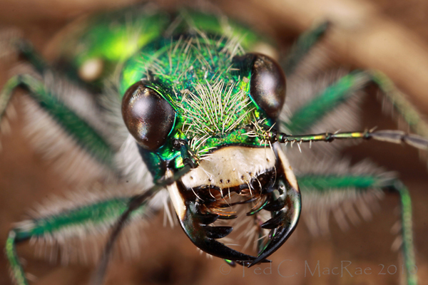 ...los insectos pueden ayudar al ser humano de diversas maneras. No hay más que observar y ser conscientes de algunos de sus comportamientos y relaciones con el medio...