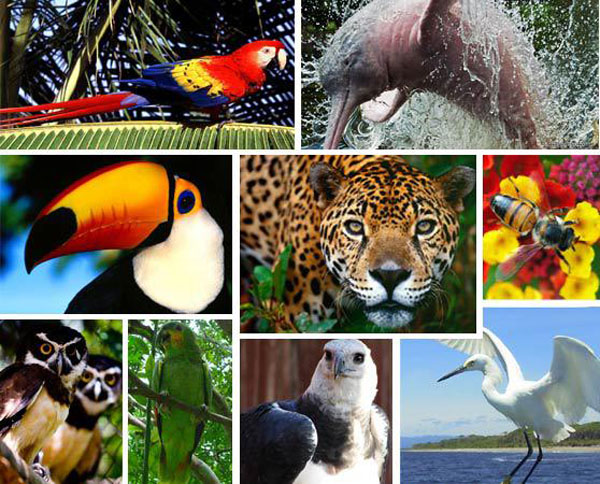 Fauna del Amazonas.