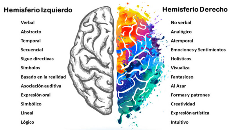 Hemisferios cerebrales Moacyr.