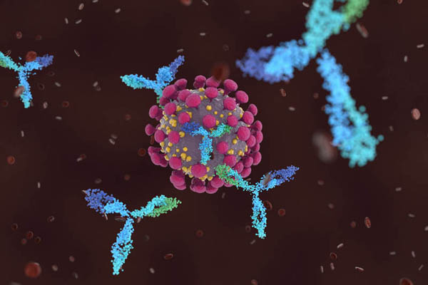 Sistema inmunológico atacando un coronavirus