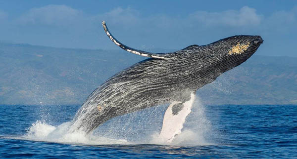 Las ballenas jorobadas ya no están en peligro de extinción