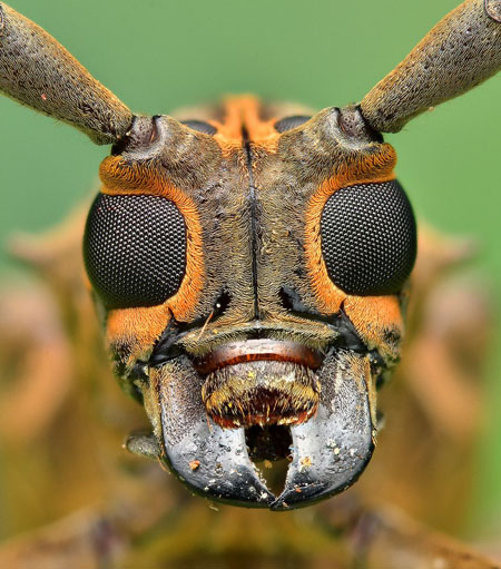 Todo esto es tan fascinante en el reino de los insectos. Tenemos todavía tantas cosas por las que sorprendernos y maravillar…