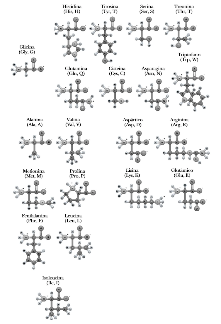 Los 20 aminoácidos ´canónicos’, cada uno con sus características únicas que contribuyen a la estructura de las proteínas. Author providedTodos ellos tienen un componente común, que es un grupo químico cargado negativamente –un grupo carboxilo– en un extremo de la molécula, y otro cargado positivamente –un grupo amino– en el otro extremo. La reacción entre el grupo carboxilo de un aminoácido y el grupo amino de otro genera el llamado enlace peptídico, y la repetición de estas interacciones da a lugar a una estructura polimérica lineal, a un espagueti.