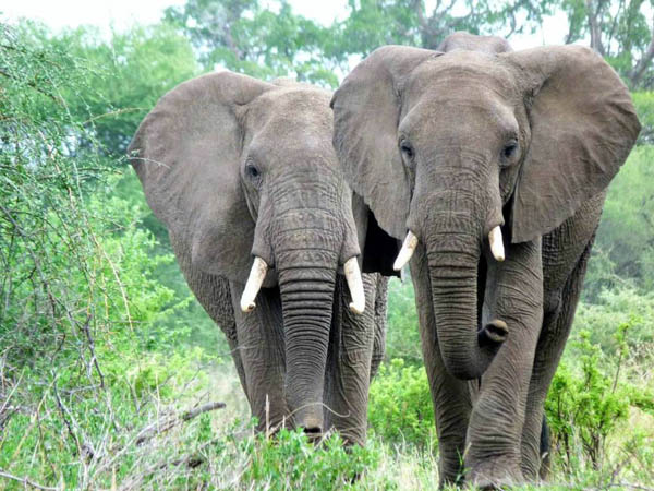 Los plásticos más nuevos son los que salvaron los colmillos de marfil de los elefantes