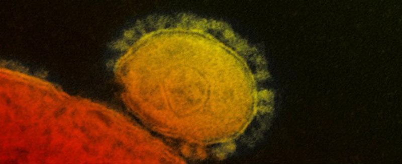 El Coronavirus (2019-nCoV)