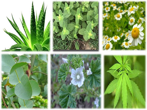 Plantas medicinales.