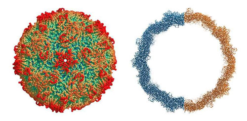 Rinovirus capside.