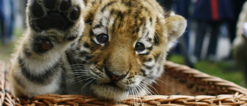 El tigre es codiciado por sus supuestas cualidades afrodisíacas