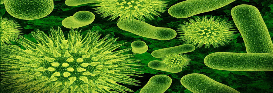 Este es un grupo de bacterias y viruses.